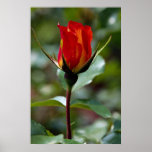 Lovely Floribunda 'Charisma' posters