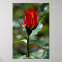 Lovely Floribunda 'Charisma' Posters