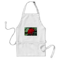 Lovely Floribunda 'Europeana' Apron