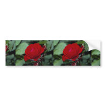 Lovely Floribunda 'Europeana' Bumper Sticker
