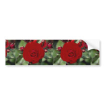 Lovely Floribunda 'Europeana' Bumper Sticker