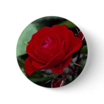 Lovely Floribunda 'Europeana' Pinback Button