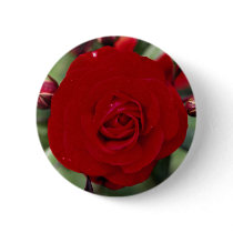 Lovely Floribunda 'Europeana' Button