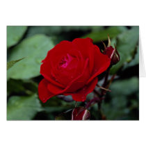 Lovely Floribunda 'Europeana' Greeting Card