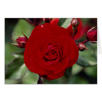 Lovely Floribunda 'Europeana' Card