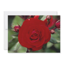 Lovely Floribunda 'Europeana' Personalized Announcement