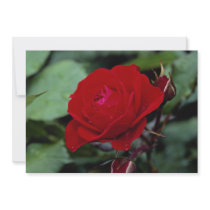 Lovely Floribunda 'Europeana' Announcements