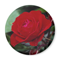 Lovely Floribunda 'Europeana' Magnets