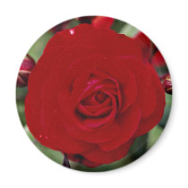 Lovely Floribunda 'Europeana' Magnets
