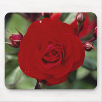 Lovely Floribunda 'Europeana' Mouse Pads