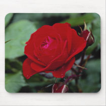 Lovely Floribunda 'Europeana' Mousepad