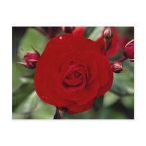 Lovely Floribunda 'Europeana' Post Card