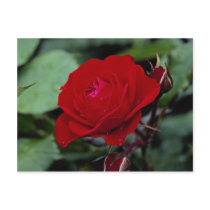 Lovely Floribunda 'Europeana' Postcard
