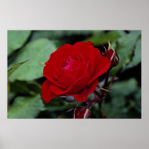 Lovely Floribunda 'Europeana' Poster
