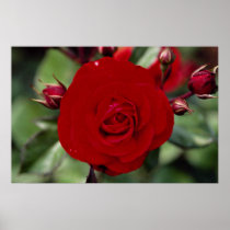 Lovely Floribunda 'Europeana' Poster