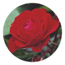 Lovely Floribunda 'Europeana' Sticker