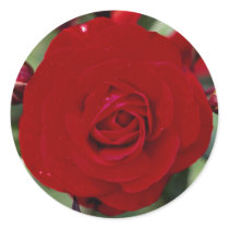 Lovely Floribunda 'Europeana' Round Stickers
