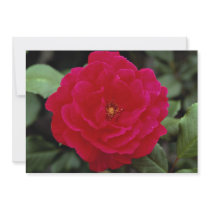 Lovely Floribunda Personalized Invitations