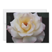 Lovely Floribunda Personalized Announcement