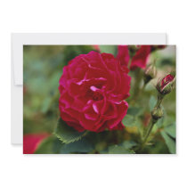 Lovely Floribunda Invite