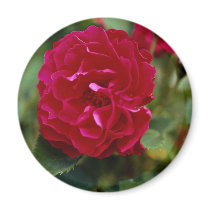 Lovely Floribunda Fridge Magnets