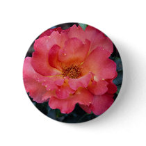 Lovely Floribunda 'Orangeade' Buttons
