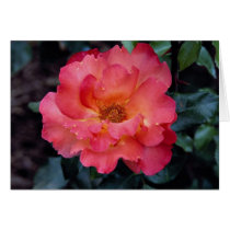 Lovely Floribunda 'Orangeade' Cards