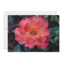 Lovely Floribunda 'Orangeade' Announcement