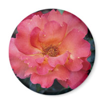 Lovely Floribunda 'Orangeade' Magnet