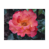 Lovely Floribunda 'Orangeade' Postcard