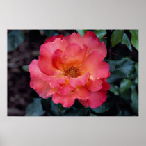 Lovely Floribunda 'Orangeade' Print