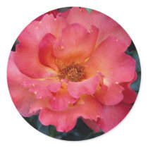 Lovely Floribunda 'Orangeade' Sticker