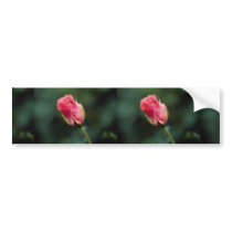 Lovely Floribunda 'Pleasure' Bumper Sticker