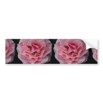 Lovely Floribunda 'Pleasure' Bumper Stickers