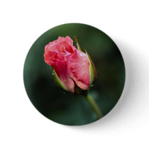 Lovely Floribunda 'Pleasure' Pins