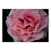 Lovely Floribunda 'Pleasure' Greeting Cards