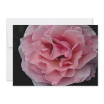 Lovely Floribunda 'Pleasure' Personalized Invite