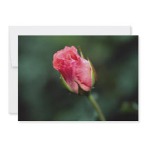 Lovely Floribunda 'Pleasure' Custom Invitations
