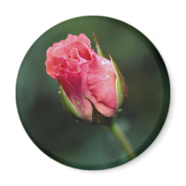 Lovely Floribunda 'Pleasure' Refrigerator Magnets