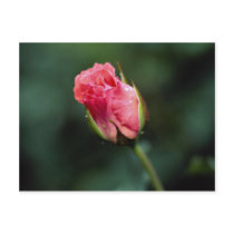Lovely Floribunda 'Pleasure' Post Card