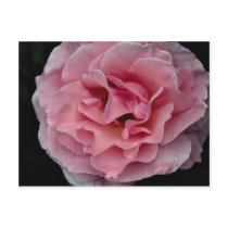 Lovely Floribunda 'Pleasure' Post Card