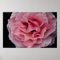 Lovely Floribunda 'Pleasure' Posters