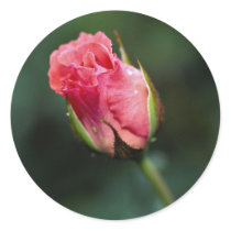 Lovely Floribunda 'Pleasure' Stickers