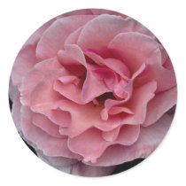 Lovely Floribunda 'Pleasure' Round Stickers