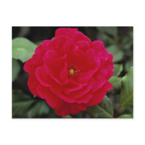 Lovely Floribunda Postcard
