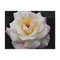 Lovely Floribunda Postcard