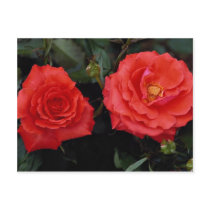Lovely Floribunda Postcard