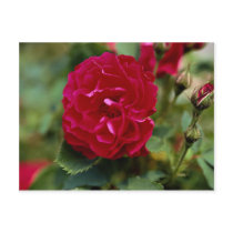 Lovely Floribunda Postcard