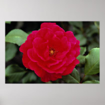 Lovely Floribunda Print