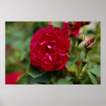 Lovely Floribunda Print